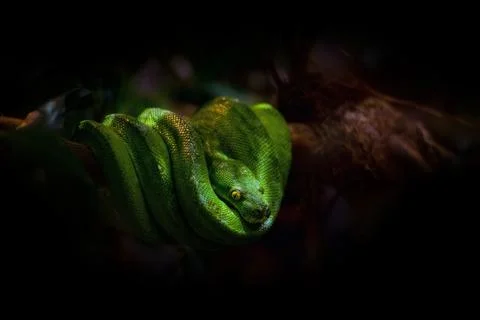 Green tree snake python on a  tree branch in a shades Photos