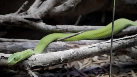 Green tree snake slithering on branches in its natural environment Stock Footage 313036003