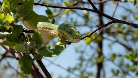 Green tree snake in a tree Video stock 106541622