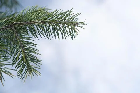Green tree on snow background Stock Photos