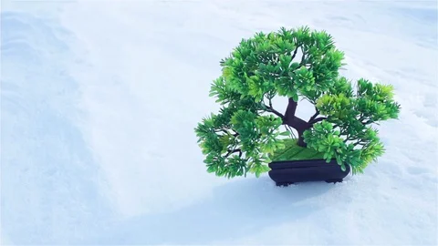 Green tree in snow Stock Footage 74049527