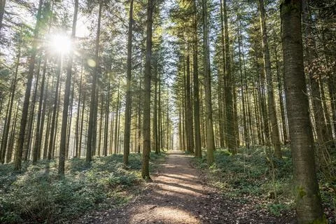 Green tree spooky forest background, beautiful view on fresh pines trees and  Stock Photos