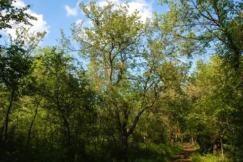 A green tree with spreading branches in a green forest against a blue sky Stock Photos