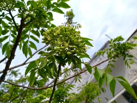 Green tree in spring Stock Photos