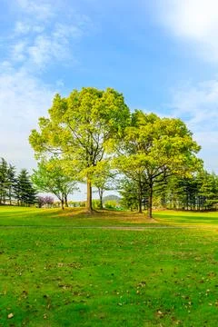 Green tree in the spring season. Stock Photos