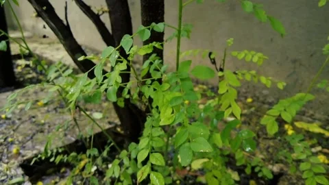 Green Tree Sprouts and Branches. Vibrant Green Leaves in Natural Light Vídeos de archivo 312025062