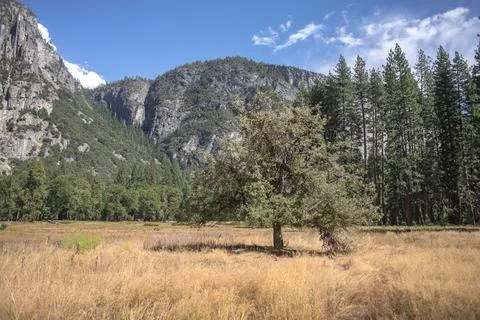 Green tree standing in dry grass meadow with pine forest and mountains unde.. Stock Photos