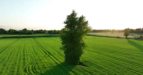 Green tree stands alone in the middle of a green field 4k Stock Footage 254681412