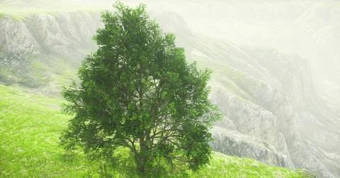 Green tree stands alone on rocky hillside in misty landscape with lush grass Stock Illustration