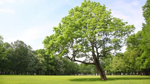 Green tree stands in clearing in city park Stock-Footage 5298755