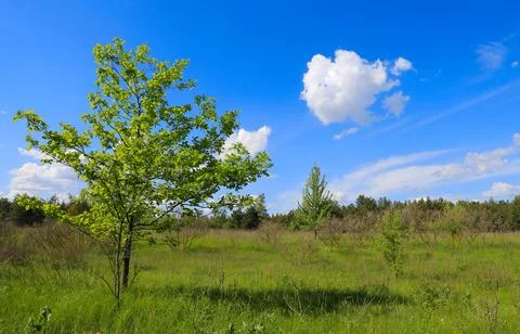 Green tree in steppe Stock-Fotos