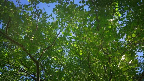 Green Tree in Summer Forest Stock Footage 95911827