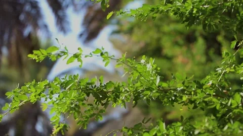 Green Tree With Sunny Day Stock Footage
