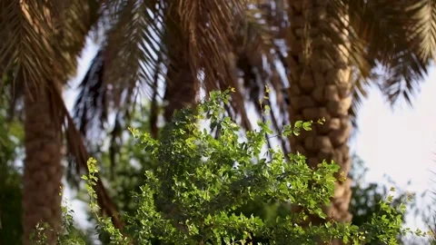 Green Tree With Sunny Day Stock Footage 142230169