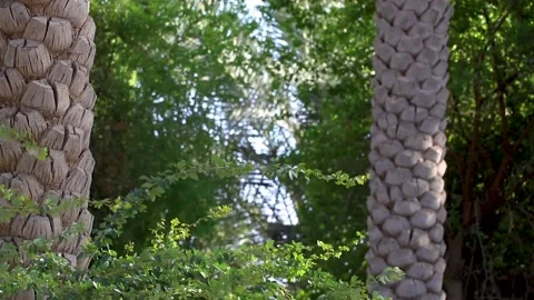 Green Tree With Sunny Day Stock Footage 142230890