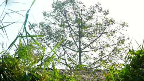 Green tree surrounded by tall grass against bright sky Stock Footage 327180023