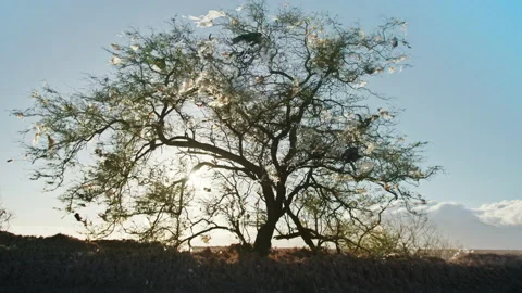 Green tree surviving on landfill, plastic bags hanging on tree branches sunset 스톡 동영상 157064547