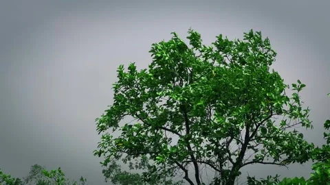 Green Tree Swaying in Wind Against Monsoon Storm Nature Background Stock Footage 333492236