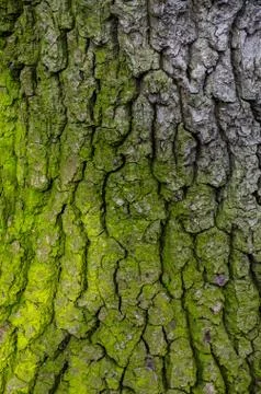 Green tree texture Stock Photos