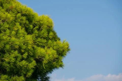 Green tree top with blue sky in summer. Stock Photos
