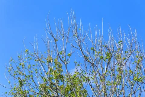 Green tree top line over blue sky background in summer Stock Photos