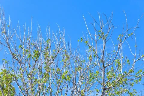 Green tree top line over blue sky background in summer Stock Photos