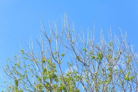 Green tree top line over blue sky background in summer Stock Photos