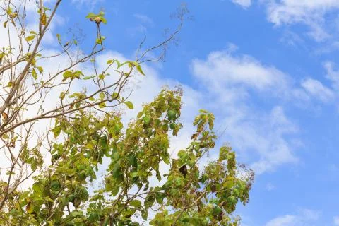 Green tree top line over blue sky background in summer Stock Photos