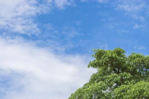 Green tree top line over blue sky and clouds background in summer, copy space Stock Photos