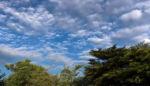 Green tree top line over blue sky and clouds background in summer Stock Photos