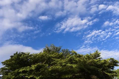 Green tree top line over blue sky and clouds background in summer Stock Photos