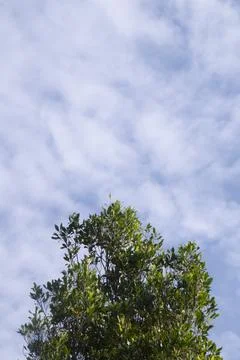 Green Tree Top Under Cloudy Blue Sky Background Stock Photos