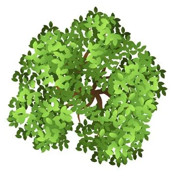 Green tree top view. Landscape design element Stock Illustration