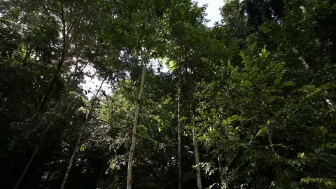 Green tree tropical forest evening sunset Stock Footage 112583334