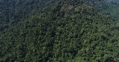 Green tree in tropical rain forest movement video nature landscape Stock Footage 134450804