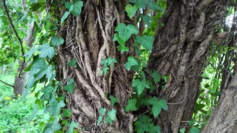 Green tree trunk covered with strong climbing ivy. Stock Footage 317628299