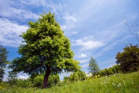 Green tree on tthe sky background Stock Photos