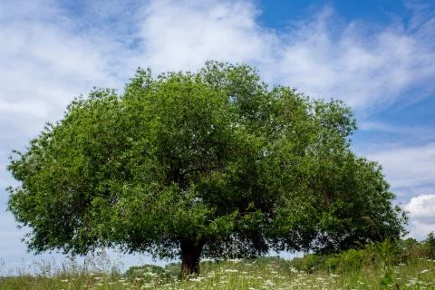 Green tree on tthe sky background Stock Photos