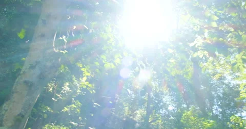 Green tree ttropical rainforest with sunny light Stock Footage 151457688