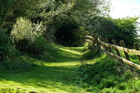 Green tree tunnel path Stock Photos