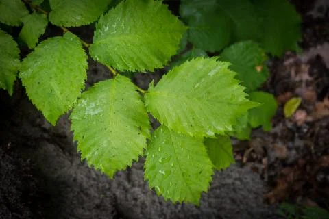 Green tree twig Stock Photos