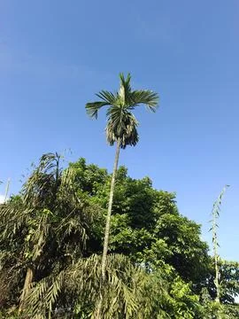 Green tree under the blue 写真素材