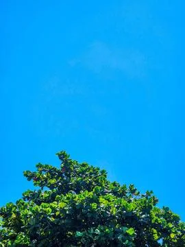 Green tree under blue sky Stock Photos