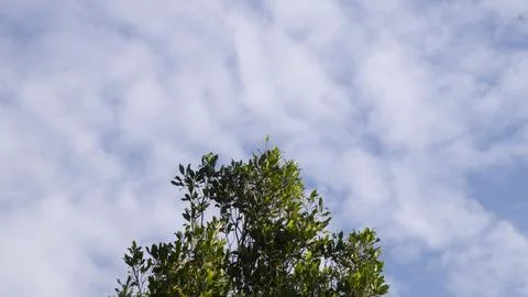 Green Tree Under Soft White Cloudy Sky Background Stock Photos