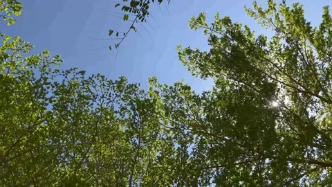 Green Tree with Vibrant Leaves Under Bright Sun in Clear Blue Sky  Stock-Footage 334315559