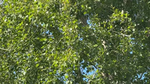 Green tree video with rustling leaves sound. Stock Footage 346721998