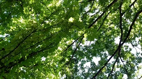 Green tree view with bottom to up  with rotate Stock Footage 90668085