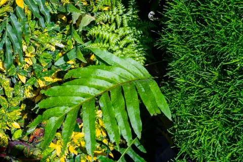 Green tree wall for closeup textured background pattern Foto stock