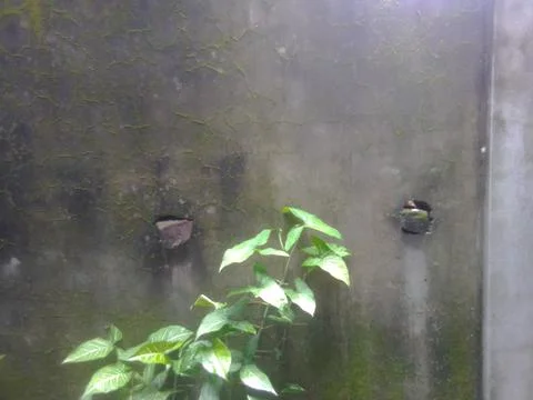 Green Tree with Wall 스톡 사진