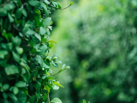 Green tree wall texture for backdrop design and eco wall, Leaves curtain or t Stock-Fotos